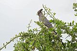 White-bellied Go-away-birdborder=